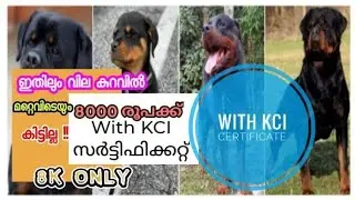 Kci certified rottweiler at rs8000 only 😱 &bull; 8000 രൂപക്ക് സർട്ടിഫിക്കറ്റ് ഉള്ള റോട്ട്&zwnj; &bull; 8k rs rott