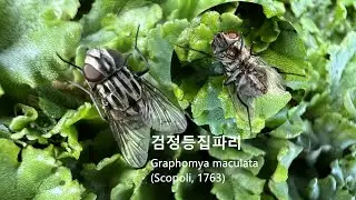 검정등집파리 Graphomya maculata 등부분에 있는 검은색 줄무늬 독특한 흑백 무늬를 가진 파리 얼룩무늬집파리 Painted Graphfly ヨツメナガアシイエバエ 집파리과