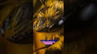 Honeybees can recognise human Faces || #shorts #science #bee