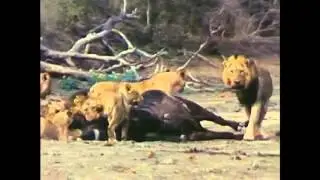 Satan prowls for unaware Christians to devour!