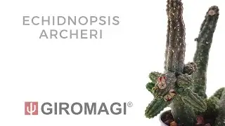 Echidnopsis archeri