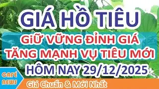 Gi&aacute; hồ ti&ecirc;u h&ocirc;m nay ng&agrave;y 29/12/2025 | Gi&aacute; Ti&ecirc;u Giữ Đỉnh Cao & Tăng Mạnh Vụ Ti&ecirc;u Mới
