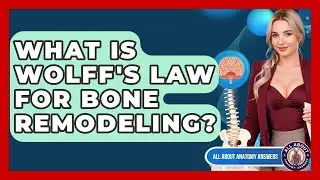 What Is Wolff's Law For Bone Remodeling? - All About Anatomy Answers