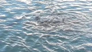 Fodre fisk i havnen