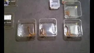 Parabuthus villosus 