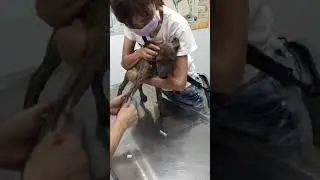 Adopt Mary&rsquo;s Doggies - Bondon at vet checkup