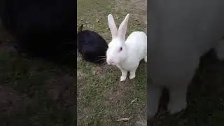 rabbit  price 2000 🐇🐇