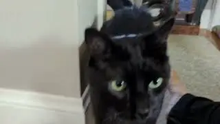 Biscuit's tail 