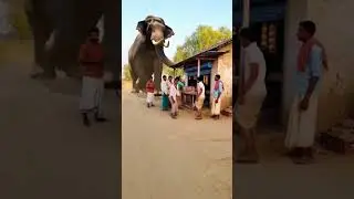 When an Elephant Joins the Tea Break &ndash; Village Shocked!