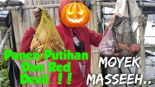 Full Senyum,Strike Putihan Tiada Henti 💯 Auto Ke Tukang Pijit🎣🎣