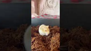 Miss. Jelly Tot loves digging around In Coco Fibre ❤️🥰 #shorts #hamsters #pets #pet