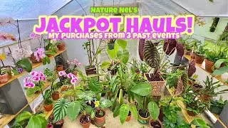 Its finally here! My latest haul from the past 3 orchid and plant fairs I visited in Spring.🌺