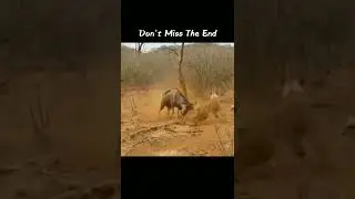 lion vs oryx fight