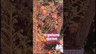 🌹फुलाला सुगंध मातीचा&hearts;️||Phulala Sugandh Maticha||Marathi Serial song||#ytshorts #VarshaK123_n3|