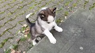 Husky Welpen Spaziergang