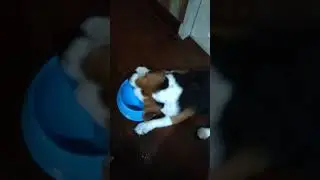 Fat beagle wants more food