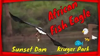 Wildlife Southern Kruger National Park - Sunset Dam