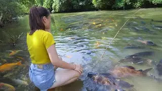 How the girl Harvest Fish: A Massive Catch from the Secret Stream using Ancient Bamboo fishing rod