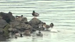 wigeon