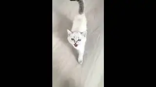 cat makes a weird noise meme