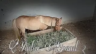 Yadav Brand 2 ||MH|| Shehr Mein Dehat || Turab and Subtain || Video Edit