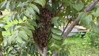 🐝  Hiving a small swarm into a mini mating nuc.  Orara Valley Honey March 2024.