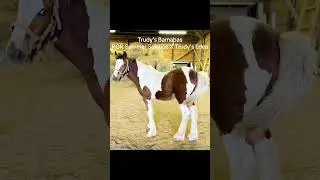 Gypsy Vanner Horse Society Stud Colt for Sale in Michigan 