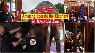 Amazing operate the Madhubala Elephant in Karachi Zoo | INTERNATIONAL EXPERTS | DENTAL SURGERY