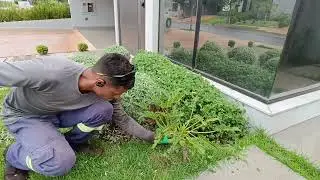 Jardinagem na pr&aacute;tica - PODA de topiaria Como fazer PODAS na planta chuva de PRATA