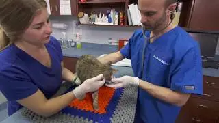 ASPCA Shelter Medicine Animal Intake - Physical Examination