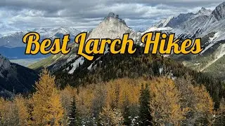 Pocaterra Ridge Larch Hike &ndash; Canada&rsquo;s Most Stunning Fall Colours