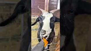 Will Goats Eat Doritos?  #animals #dog #funnyanimals #funny #cat #shortanimals #pats #shorts