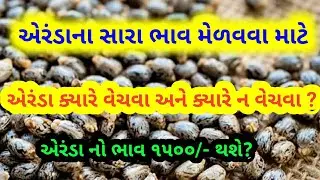 information about all castor seeds crops price in Gujarat marketing yard..