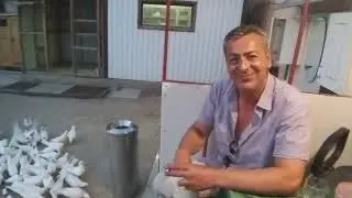 Голуби Барсегян Арарата в Волгограде! Анонс #голуби #Волгоград