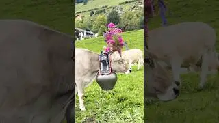 The Most Beautiful Festival in Switzerland! 🐮🇨🇭 Alpabzug