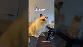 Saturday must have used up all her strength 😂