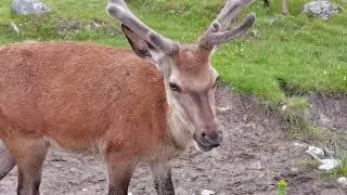 Bukhara Deer at Highland Wildlife Park, Scotland.