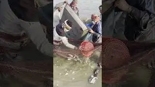 Surprising Fish Catch at Sunrise | Traditional Net Fishing Morning  #reels #viral #youtube #fishing