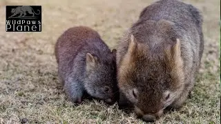 Wombat Wonders: Unearthing Australia's Beloved Burrowers