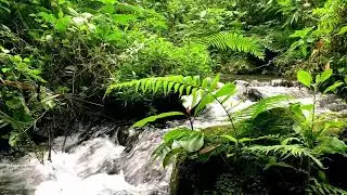 Natural Gentle River with Soft Sounds for Cognitive Performance & Relaxation