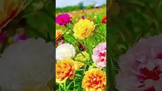 Wow beautiful portulaca flowers 💐#portulaca