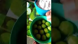 Comendo umbu