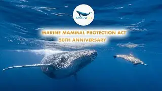 The 50th Anniversary of the Marine Mammal Protection Act