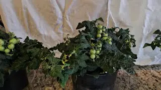 Dwarf Orange Hat Tomatoes