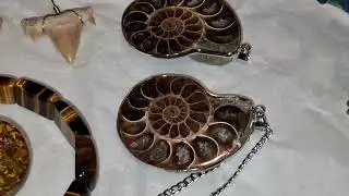 JURASSIC NEWS: FOSSIL COLLECTION ALEX STARCK RELIC HUNTER 2025
