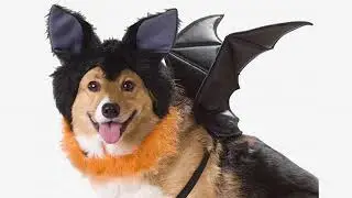 Must See Review! Animal Planet PET20101 Butterfly Dog Costume, Large