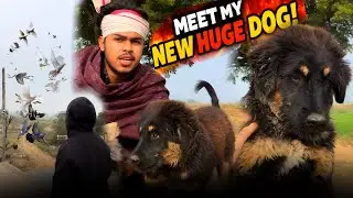 Naya dog aa gaya 😍