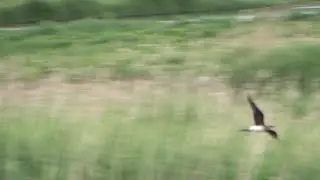 FLIGHT of the PRATINCOLE ~ Collared Pratincole (Glareola pratincola) @ Pilning Wetlands  21 May 20