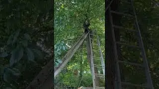 Watch Black Cat climbing down from a big tree