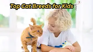 Top 6 Best Cat Breeds for Families & Kids! | Friendly & Playful Cats